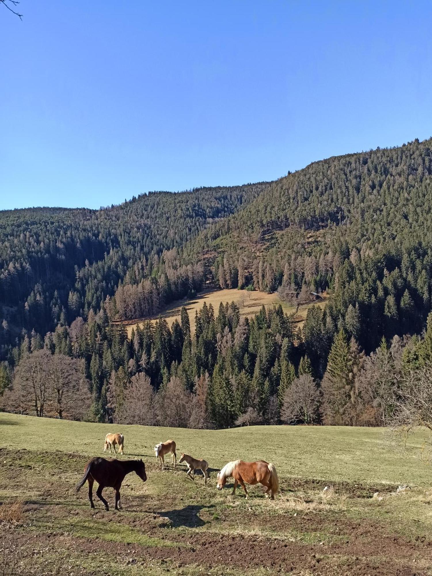 Villa Burgerhof San Genesio Atesino Esterno foto